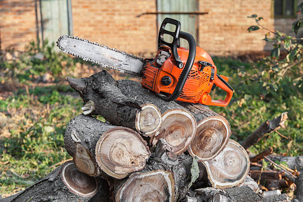 Best Tree Trimming and Pruning  in Colma, CA